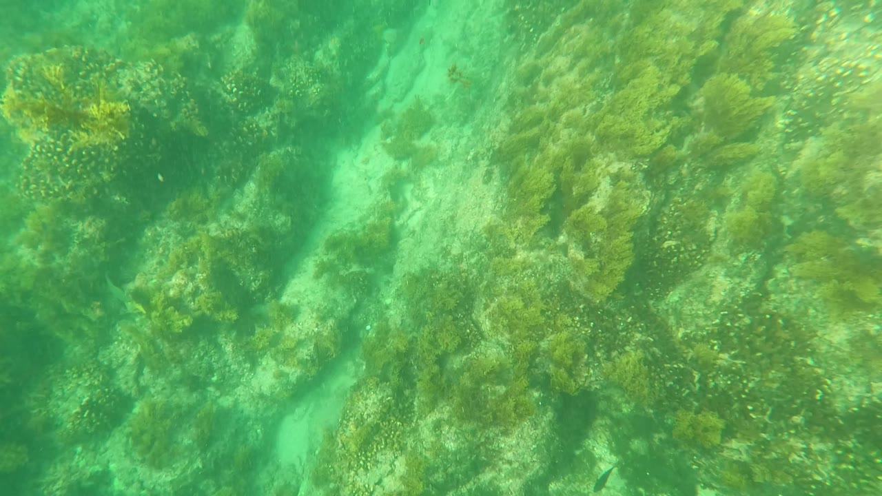 Mid-clip underwater frame in Los Barriles, Baja California Sur showing uneven pale rock surfaces with green algae and suspended green water, with no visible people.