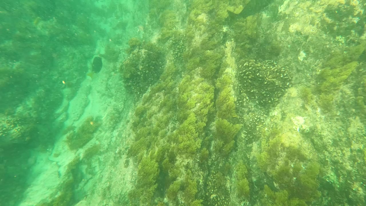 Underwater frame in Los Barriles, Baja California Sur showing a narrow sandy-rock channel between algae-covered formations, with no visible people.