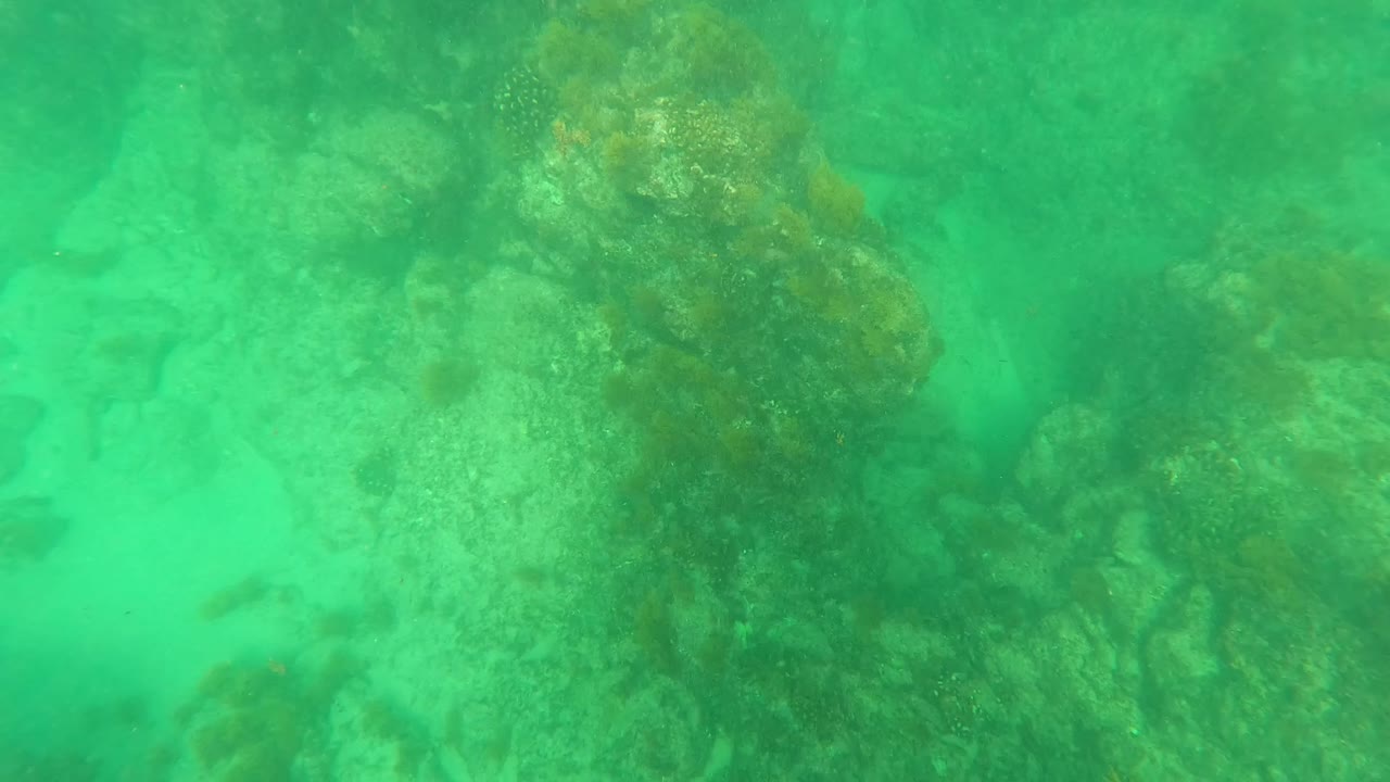 Underwater rocks and seaweed in green water