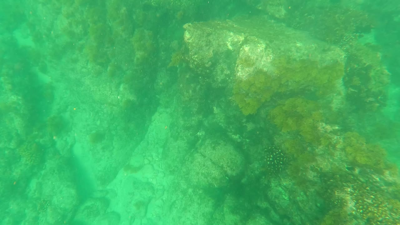 Underwater Los Barriles frame showing a closer rock surface with brown-green marine plants, pale seabed behind it, and no visible people.
