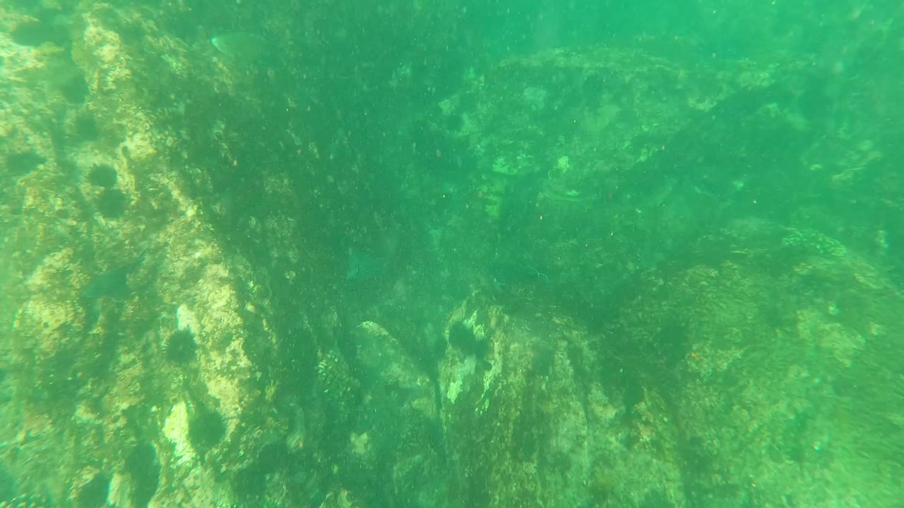 Green-tinted underwater view in Los Barriles, Baja California Sur, showing rocky seafloor, algae-covered surfaces, small fish near the rocks, and no visible people.