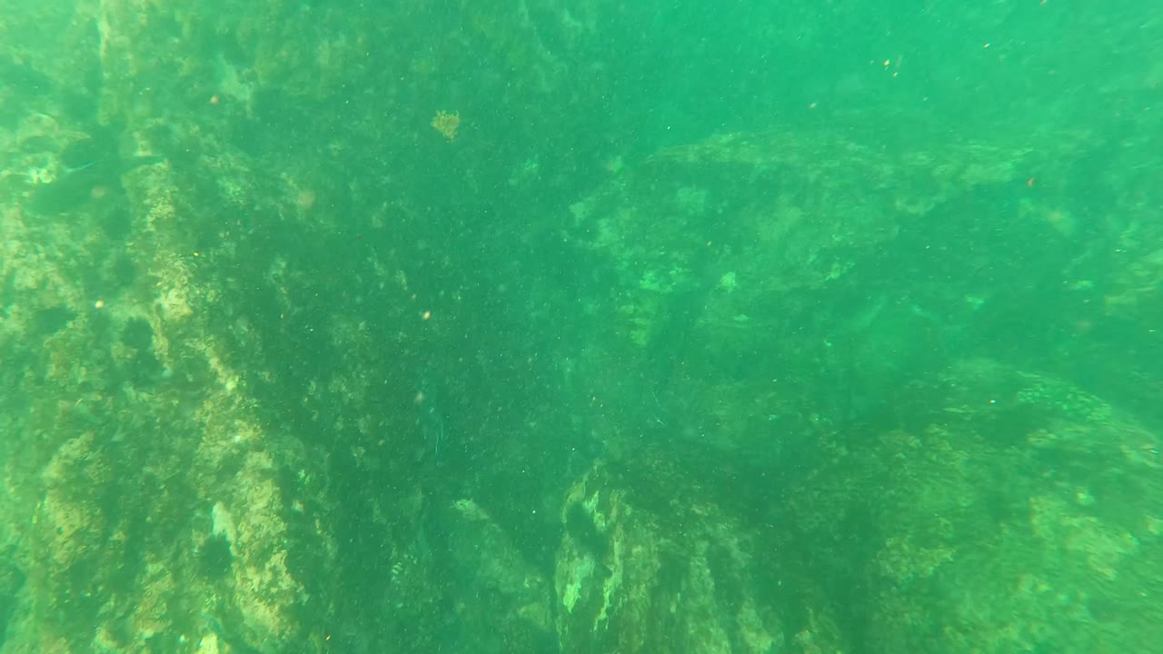 Rocky underwater bottom in green water with algae and small fish near the seafloor.