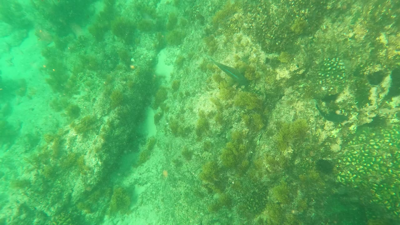Rocky underwater seabed with seaweed and a small fish near the upper center.