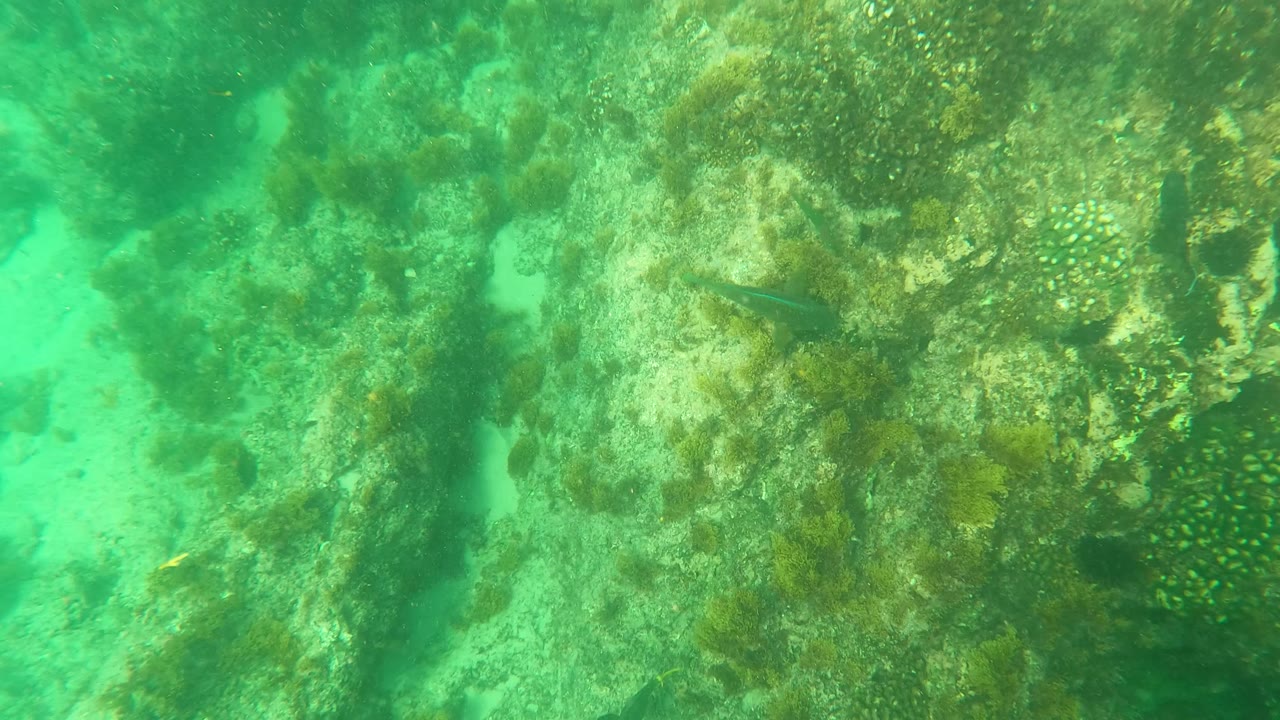 Underwater view in Los Barriles, Baja California Sur, Mexico, showing rock faces, seaweed, sandy channels, a small fish near the right side, and no visible people.