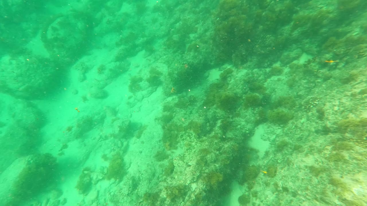 Green underwater seabed in Los Barriles, Baja California Sur, Mexico, with larger sand patches, low rocks, scattered small fish, and no visible people.