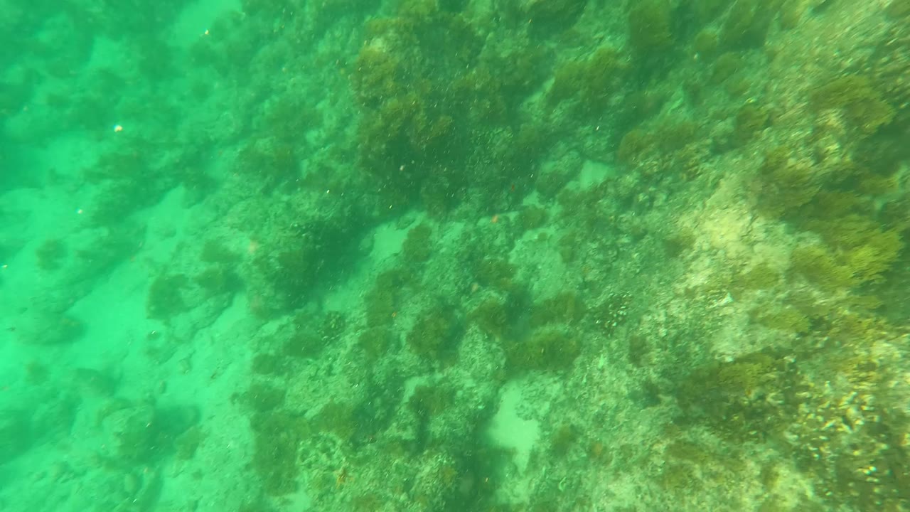 Soft underwater frame from Los Barriles, Baja California Sur, Mexico, with a pale sand channel beside algae-covered rocks and no visible people.