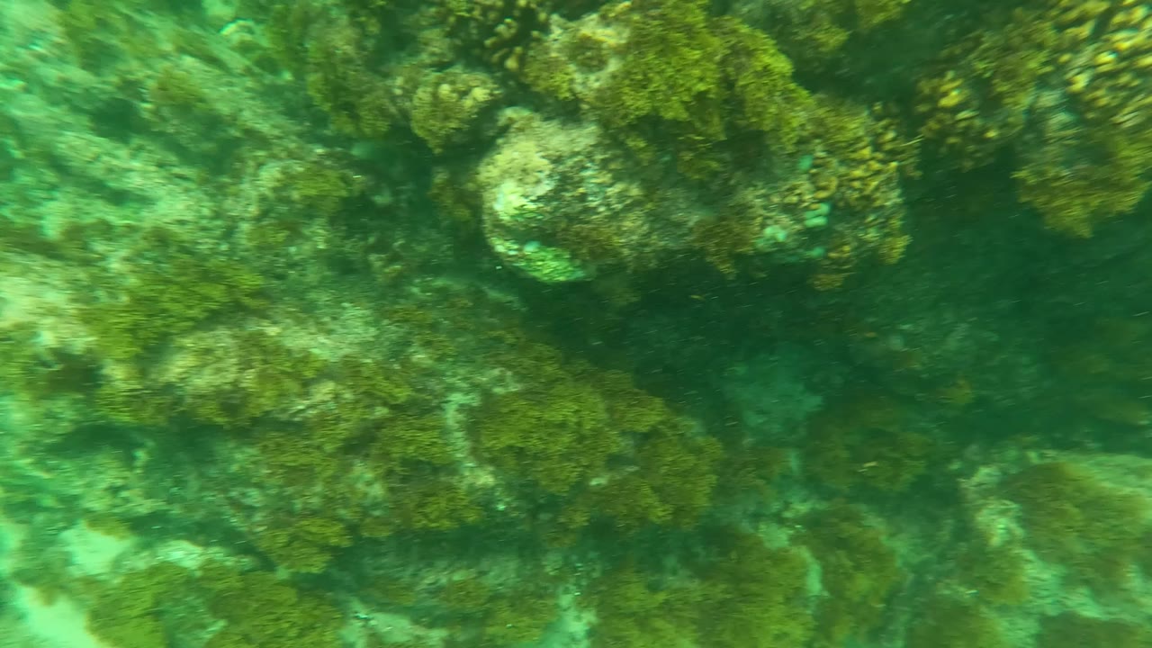 Opening frame of a Los Barriles underwater rocky seabed, with dense green algae on uneven rocks and no visible people.