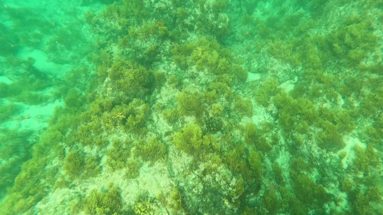 Mid-clip frame from Los Barriles looking across green algae, irregular rock shapes, and sandy pockets in clear water, with no visible people.
