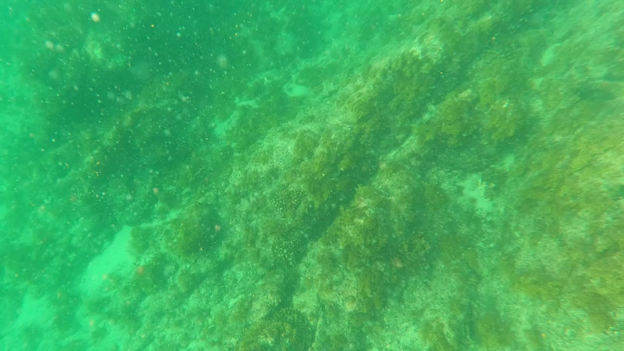 Green underwater view of algae-covered rocks and pale sand patches.