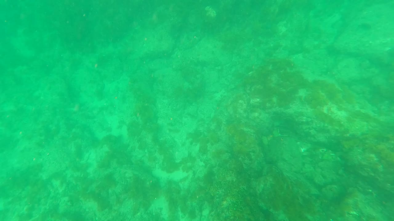 Green underwater view in Los Barriles, Baja California Sur showing rocky seabed, algae growth, and clear water with no visible people.