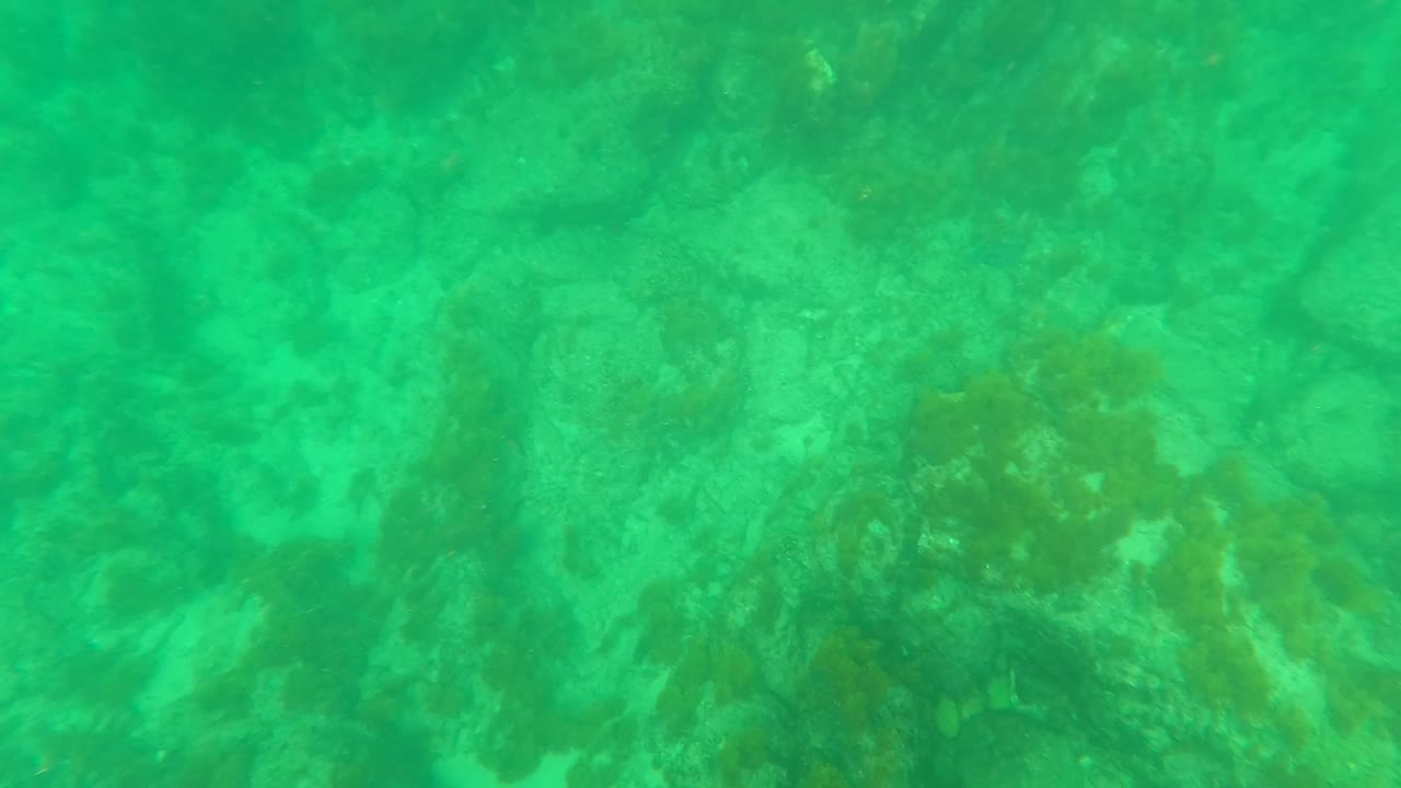 Green underwater frame in Los Barriles, Baja California Sur showing algae-covered rocks and patches of marine vegetation on the seabed, with no visible people.