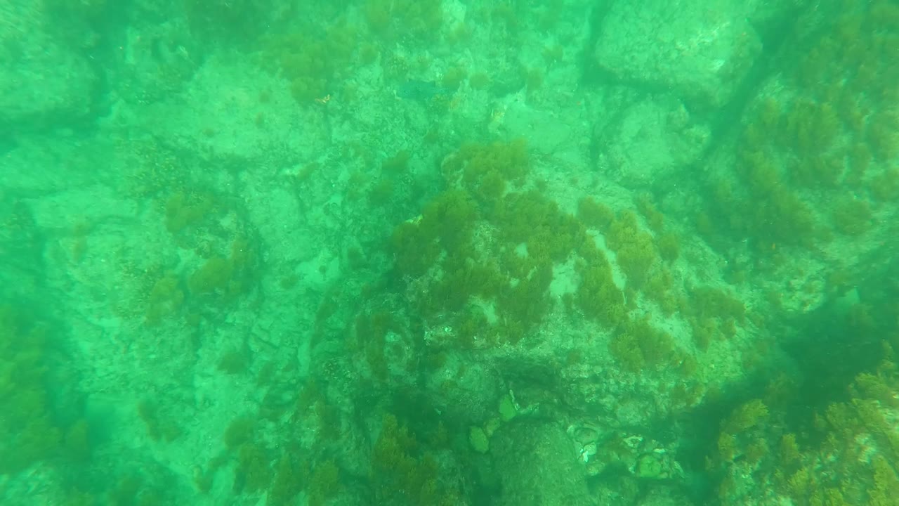 Rocky ocean floor with seaweed in clear green water.