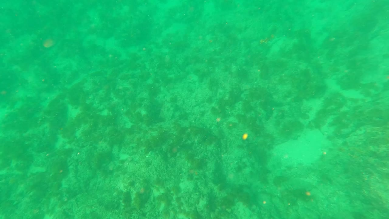 Turquoise underwater view of the algae-covered seabed near Los Barriles, Baja California Sur, with no visible people in this opening frame.