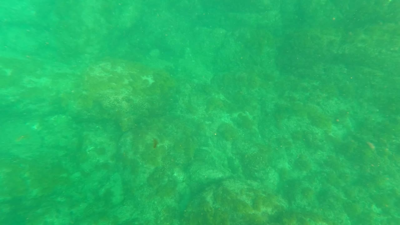Underwater view of algae and rocks on the seabed near Los Barriles, with soft green light across the frame and no visible people.
