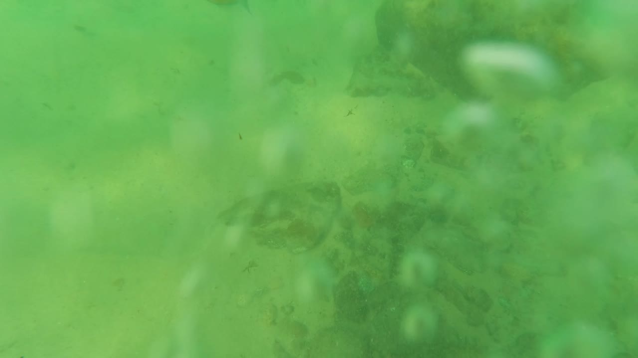 A small dark fish appears in green water over the sandy seabed in Los Barriles, Baja California Sur, with no visible people.
