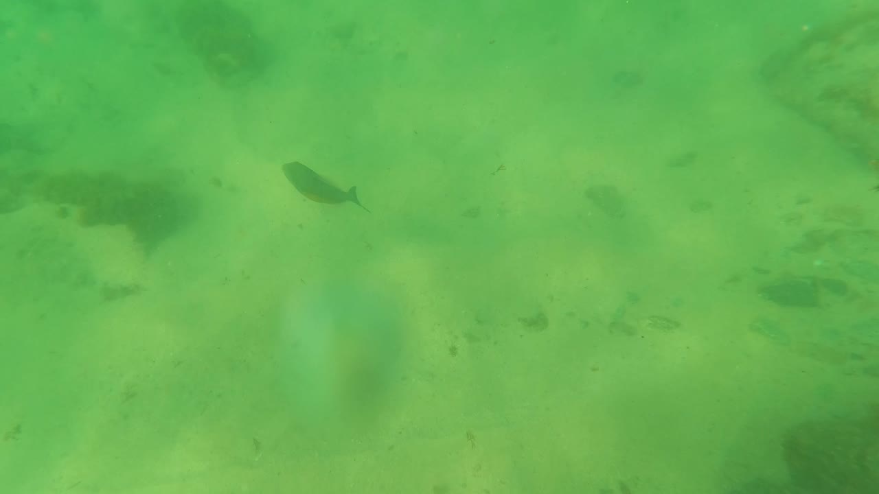 Soft, green underwater frame in Los Barriles, Baja California Sur, with blurred bubbles near the lens, rocks below, and no visible people.