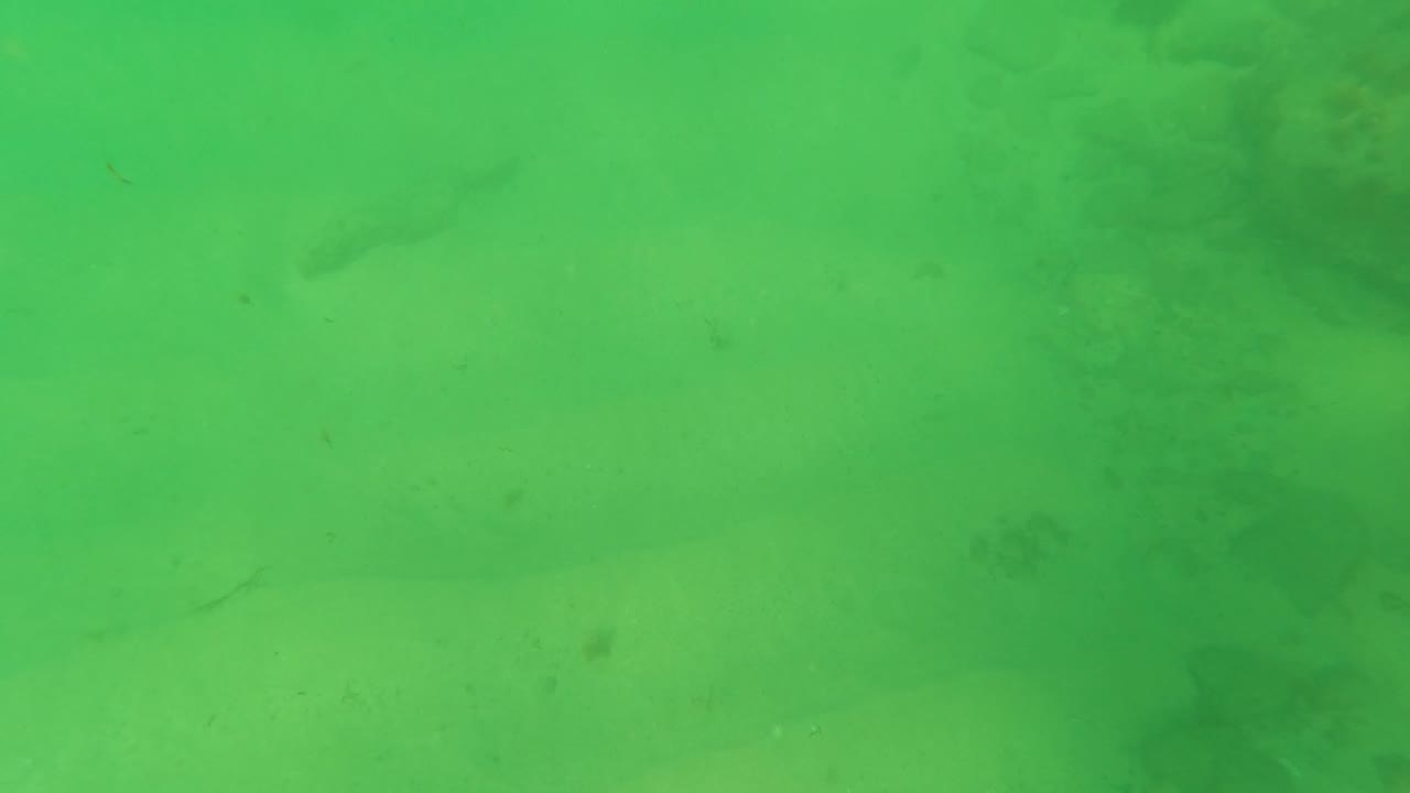 Mid-early frame from Los Barriles, Baja California Sur, where the flatfish remains low against the sand while darker seabed patches sit behind it and no people are visible.
