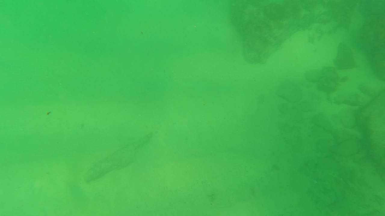 Middle frame from Los Barriles, Baja California Sur, showing the flatfish against the green-lit sand with a darker rock or coral area nearby and no visible people.