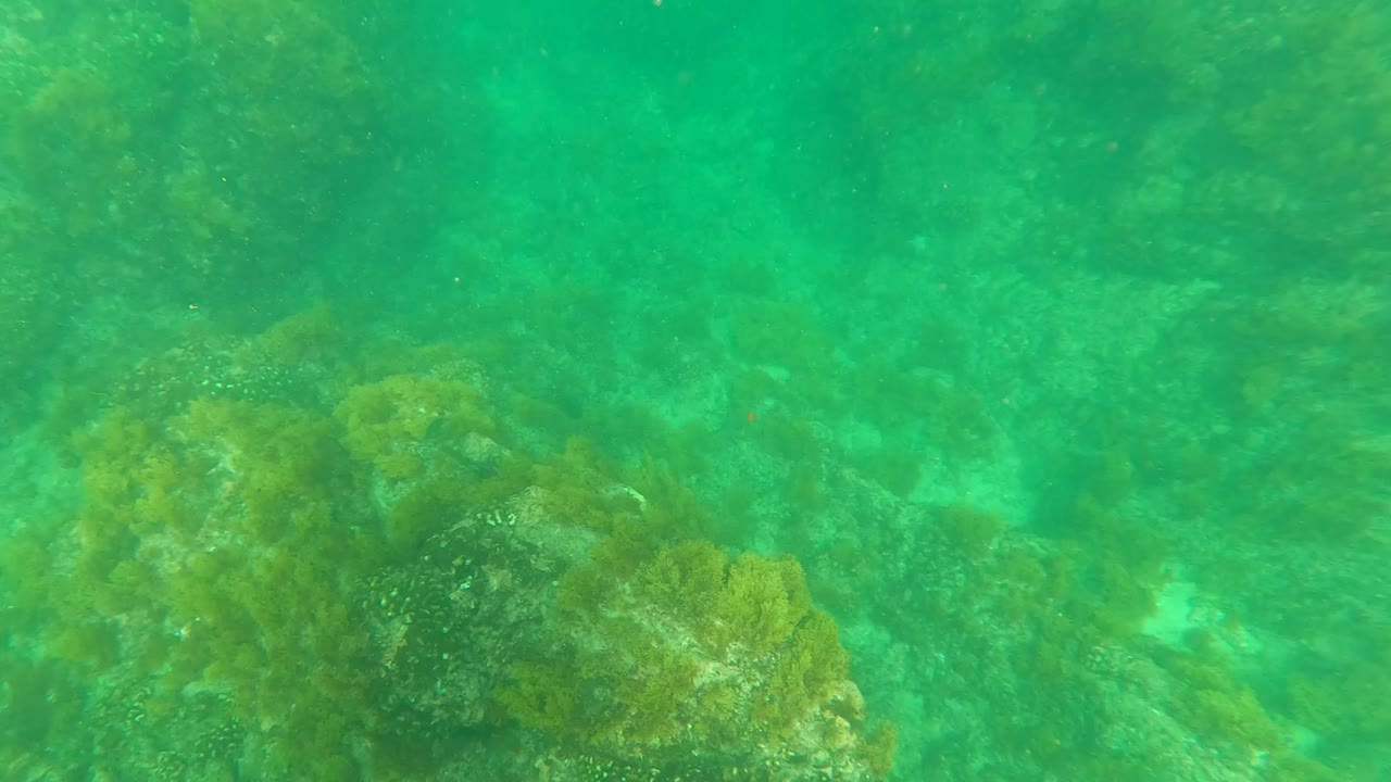 Underwater in Los Barriles, rocky coral formations and seaweed appear through green-blue water with no visible people.
