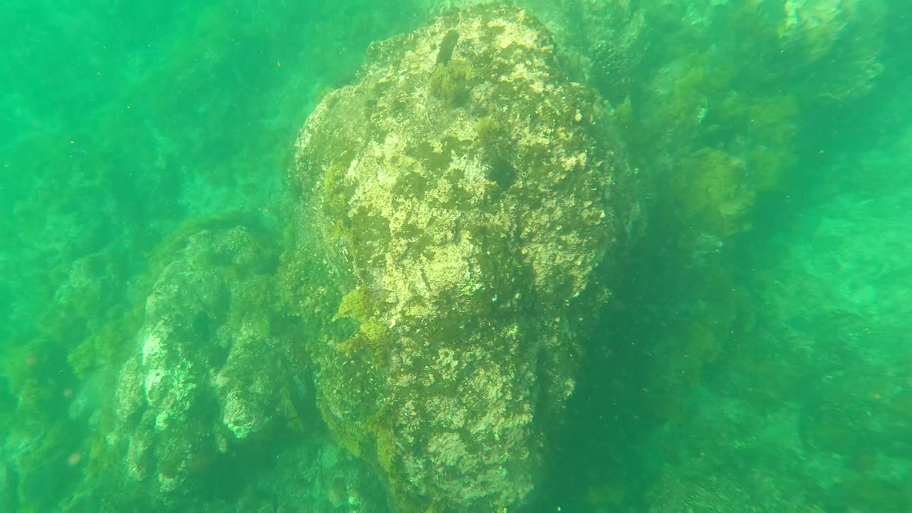 Underwater rocks in green water with marine growth.