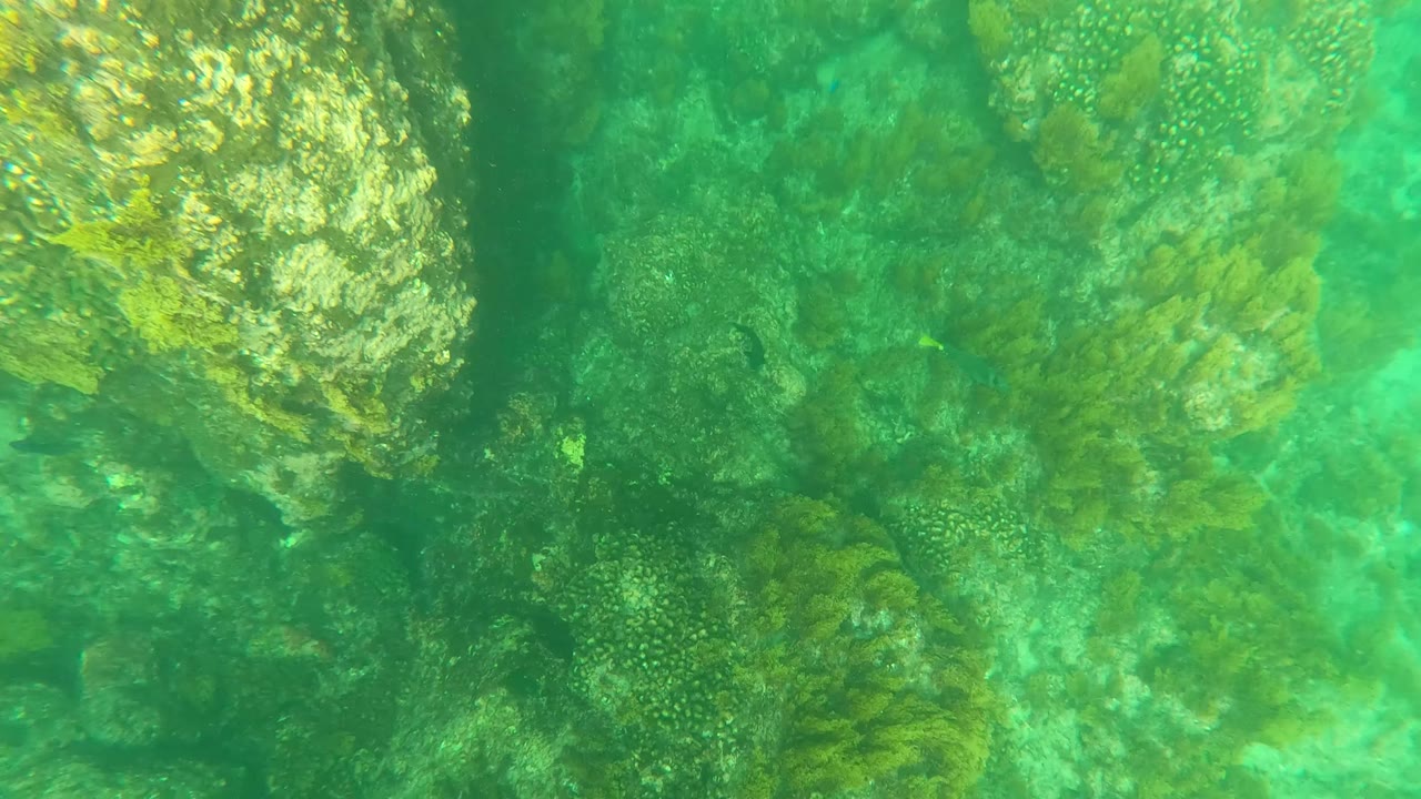 Los Barriles underwater view with rocks and marine growth below a soft green blur near the top of frame, with no visible people.