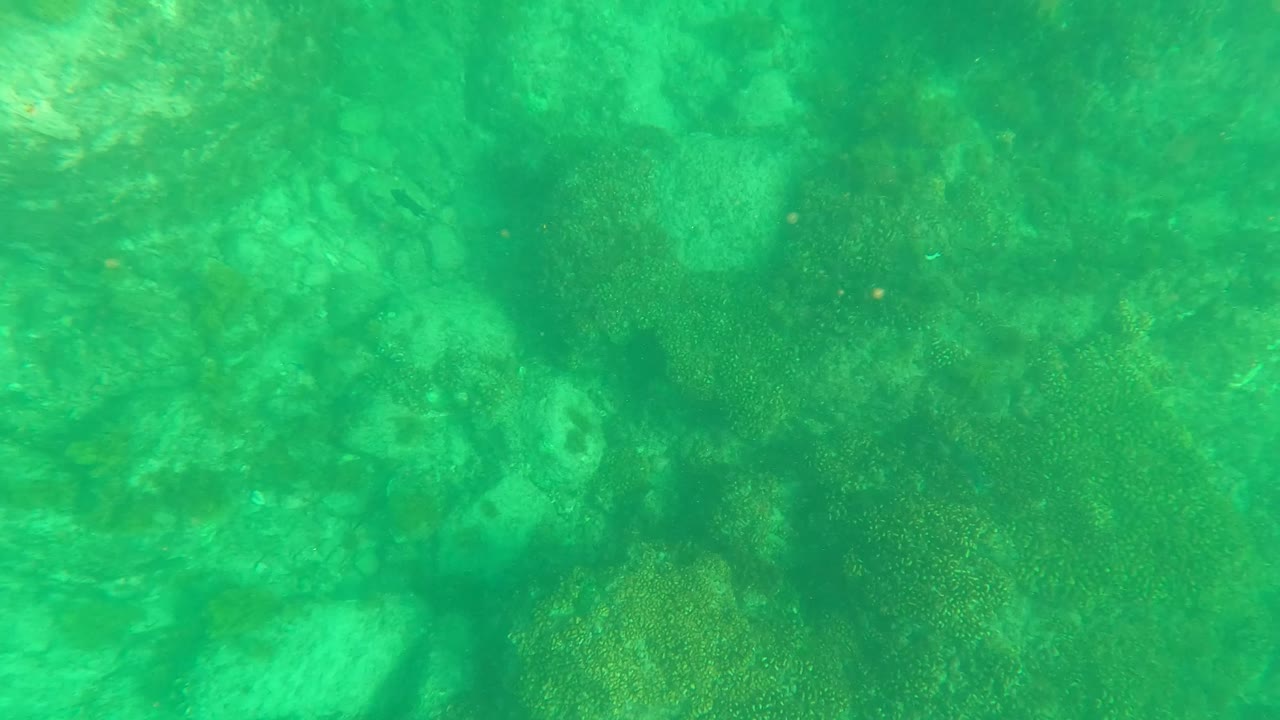 Green underwater view of rocky seabed and coral-like formations.