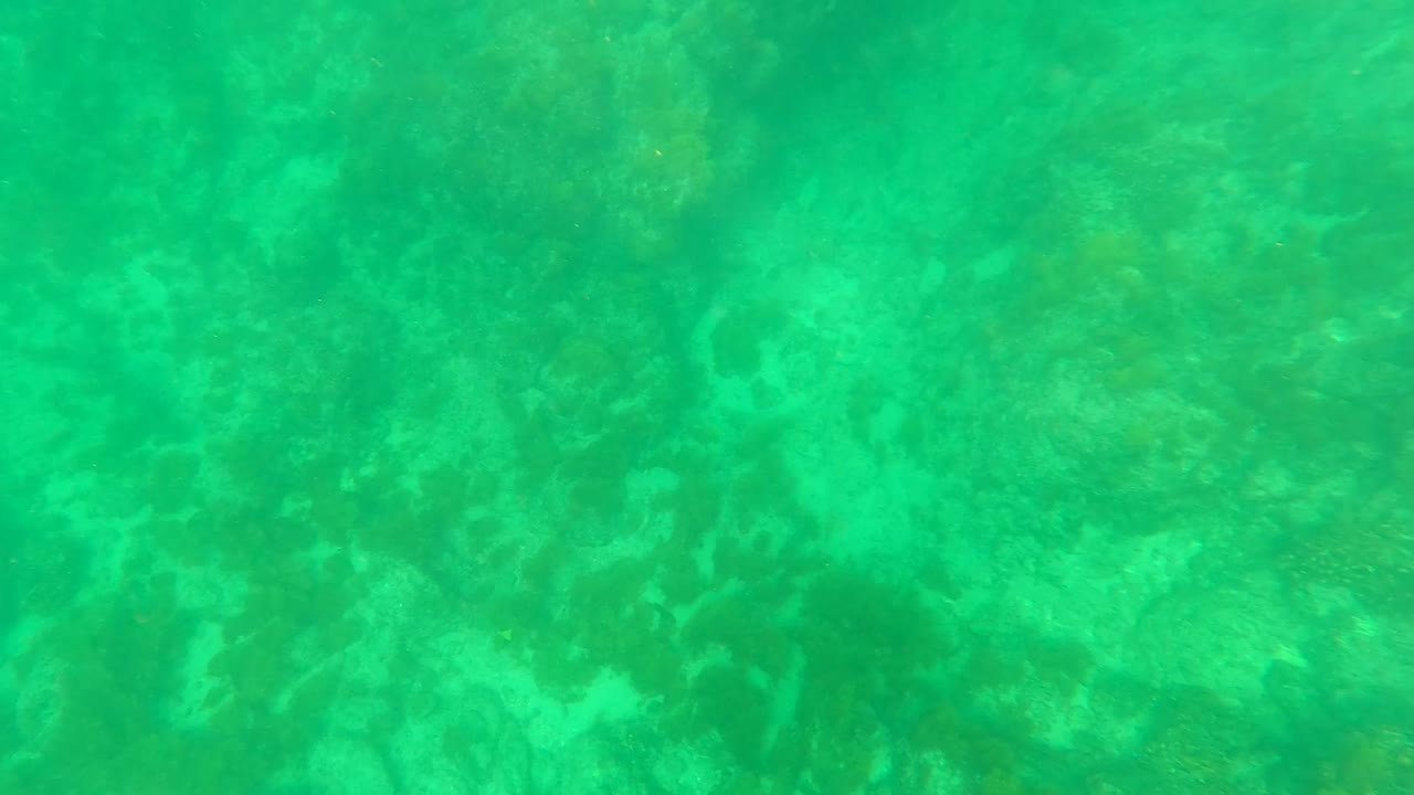 Los Barriles underwater frame showing a broad rocky floor under green water, with faint marine growth and no visible people.
