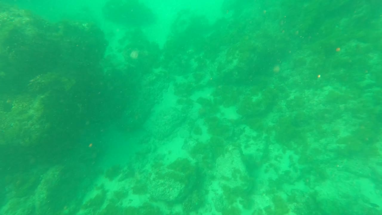 Green underwater view in Los Barriles, Baja California Sur, Mexico with algae-covered rocks across the seabed and no visible people.