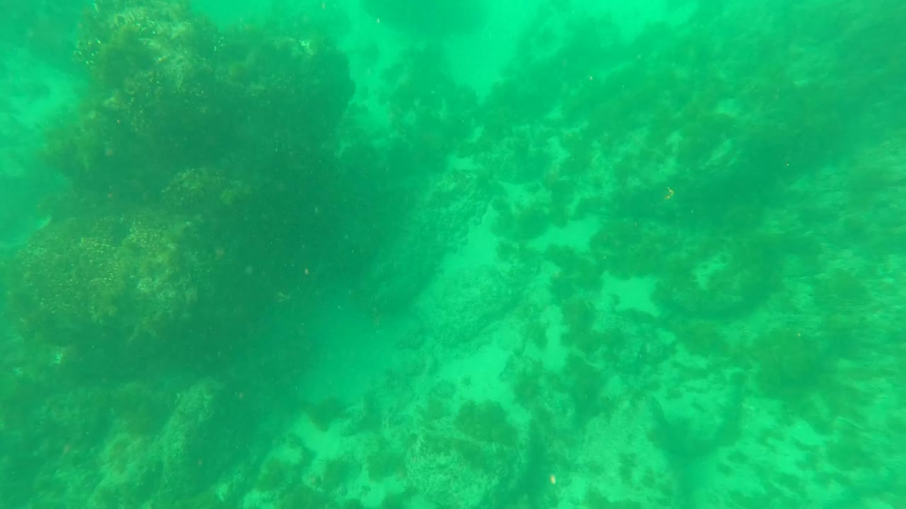 Submerged rocks covered in marine vegetation beneath green water.