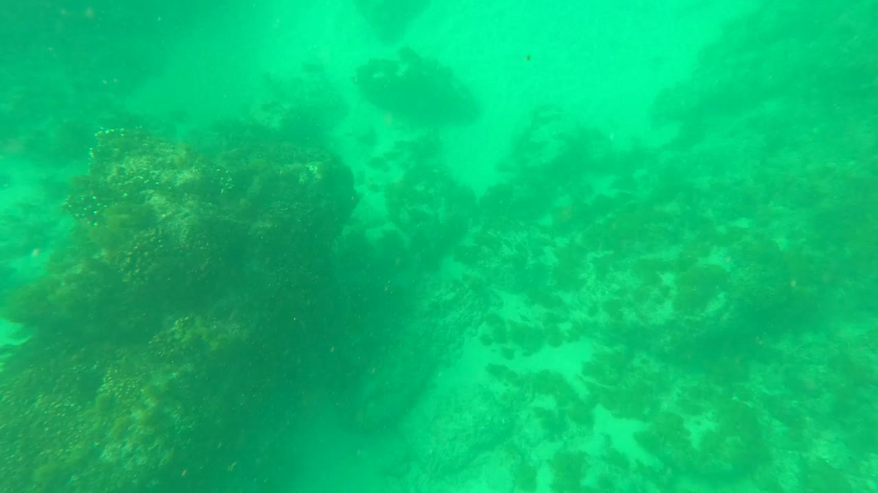 Rocky seabed in Los Barriles, Baja California Sur, Mexico with mottled sand, algae patches, and no visible people.