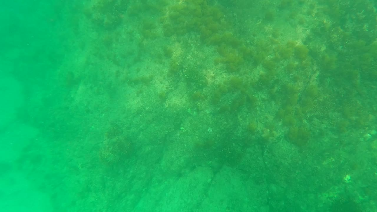 Green-tinted underwater frame from Los Barriles, Baja California Sur, showing rock texture and scattered seaweed across the seabed, with no visible people.
