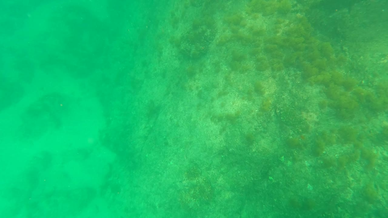 Seaweed-covered rocky seabed under green water.
