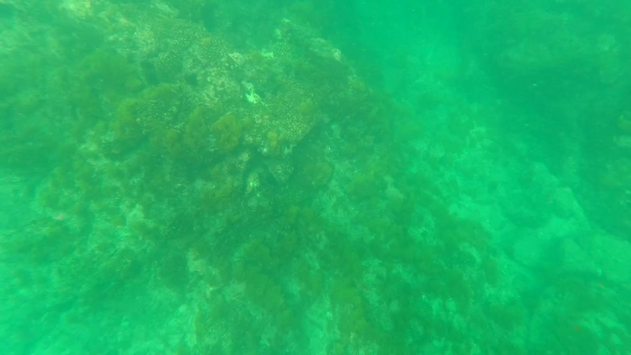 Green-blue underwater frame in Los Barriles, Baja California Sur, with textured reef filling the upper view above a sandy bottom and no visible people.