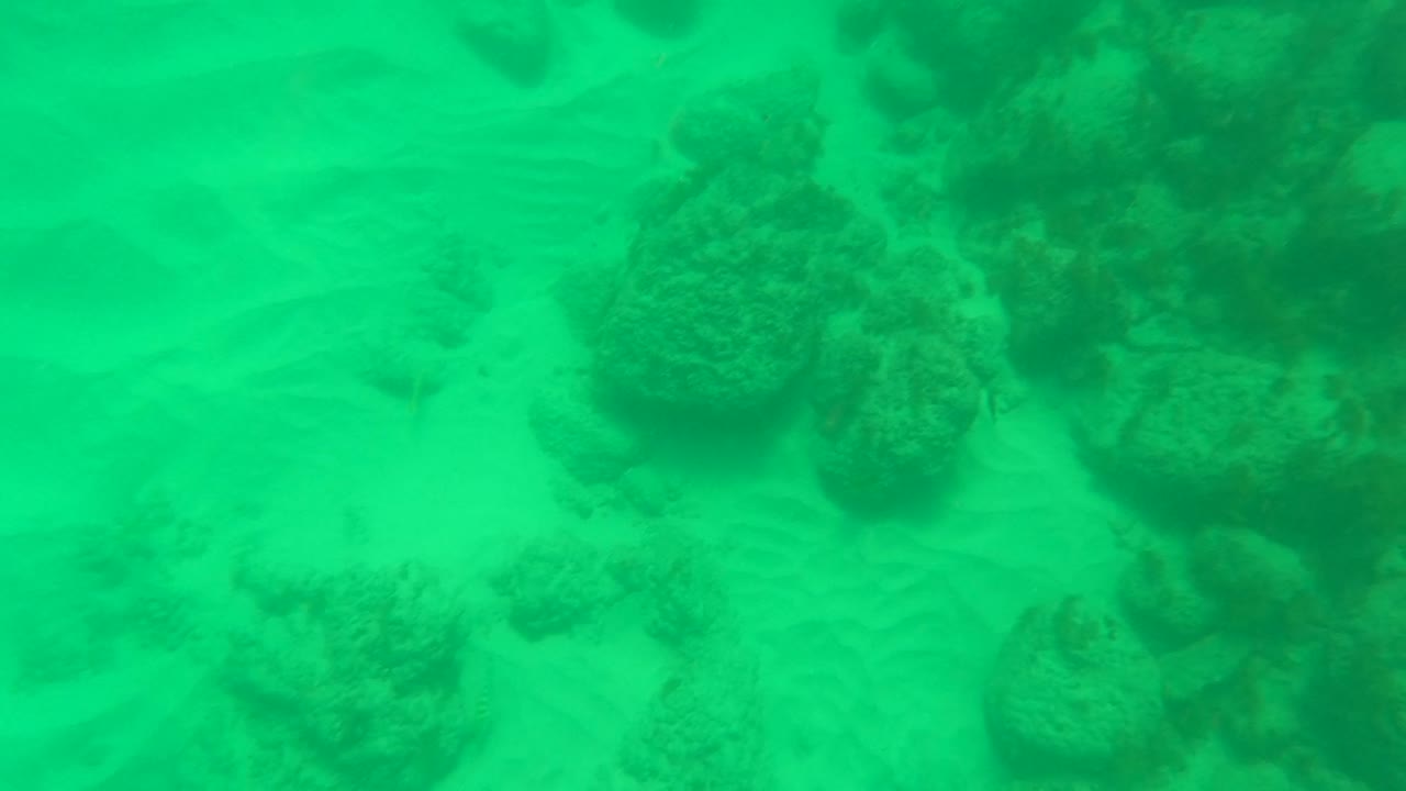 Sandy ocean floor with coral clusters seen through green water.