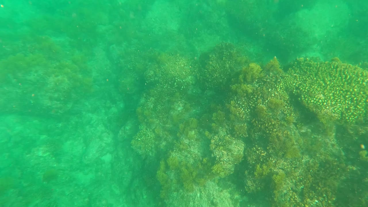 Underwater view in Los Barriles, Baja California Sur showing green water over coral-covered rocks and algae, with no visible people.