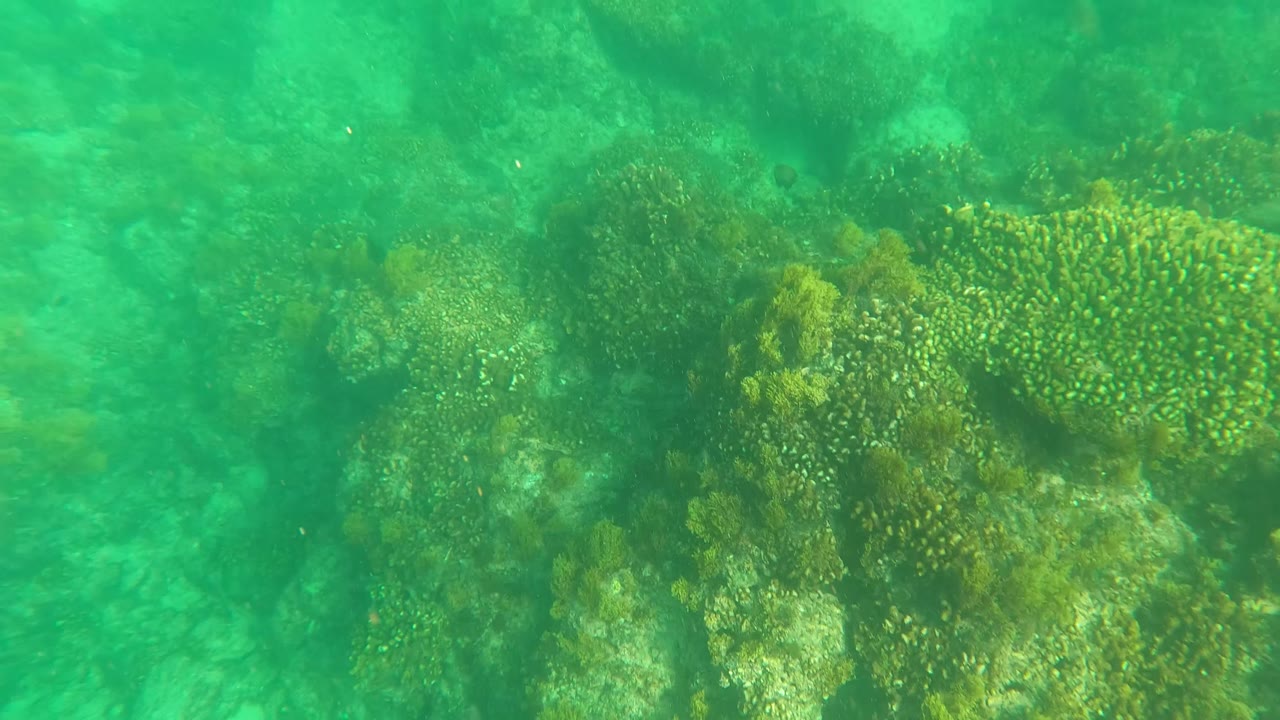 Coral clusters and algae on a shallow rocky reef.