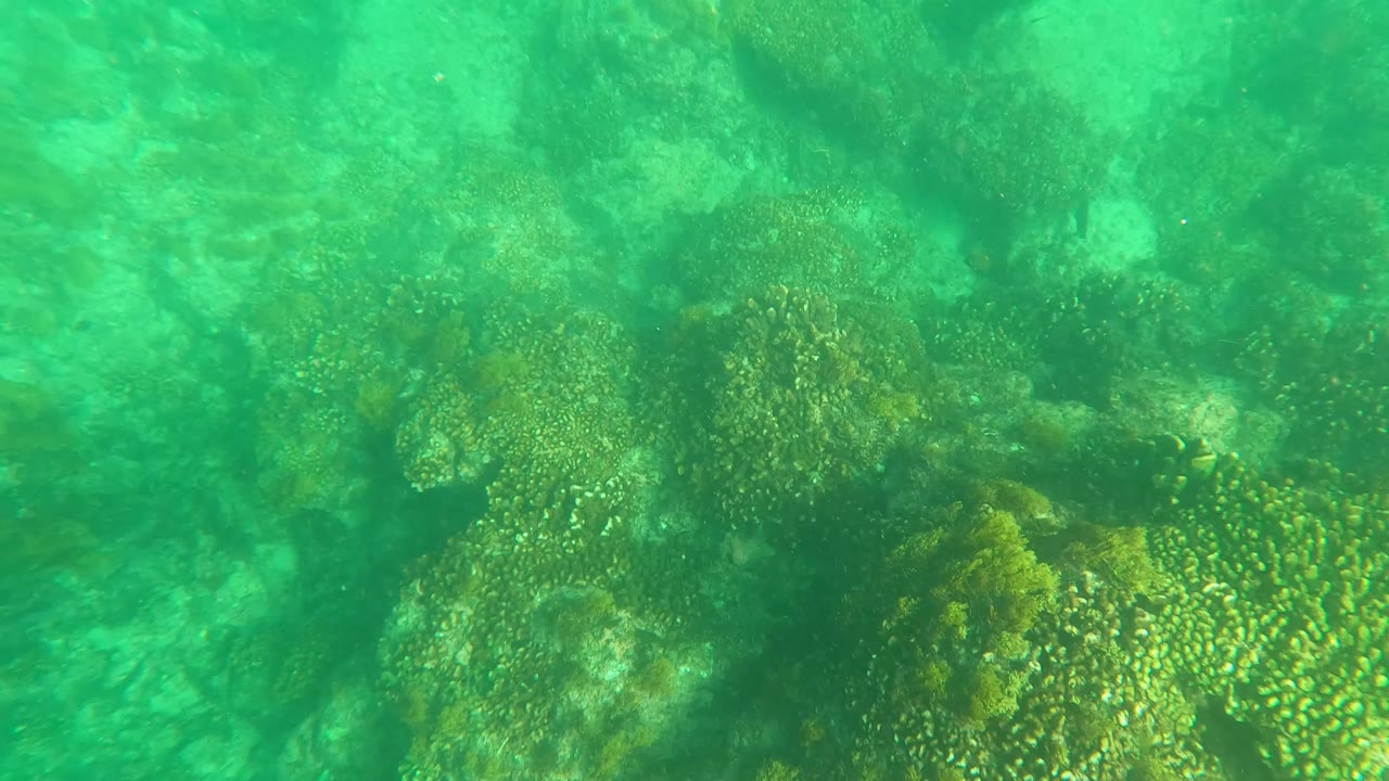 A submerged Los Barriles reef view shows a coral patch near the upper right, uneven rocks below, sandy gaps, green water, and no visible people.
