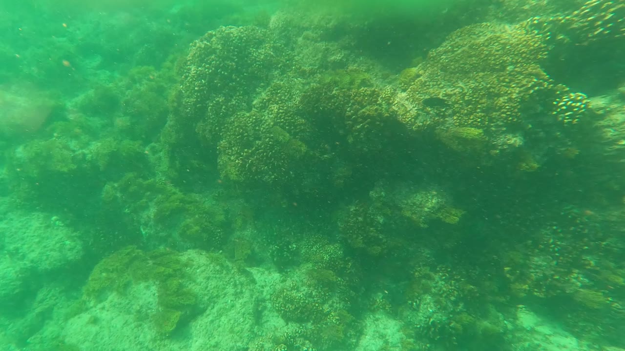Underwater reef frame from Los Barriles with a dense coral-covered rock mass on the right, open green water and seabed to the left, and no visible people.