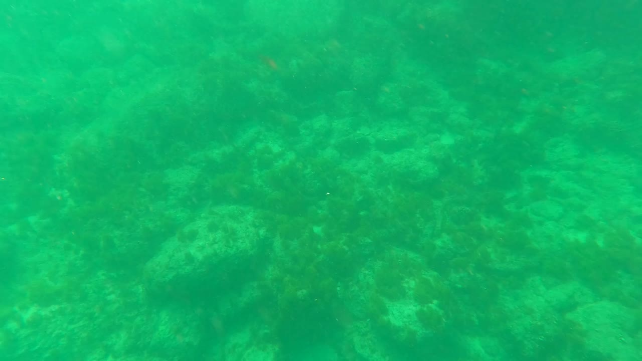 Opening underwater frame in Los Barriles, Baja California Sur, showing green water over algae-covered rocks and small fish, with no visible people.