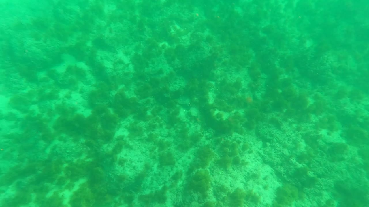 Clear underwater frame showing scattered coral and rock texture across the ocean floor near Los Barriles, with no visible people.