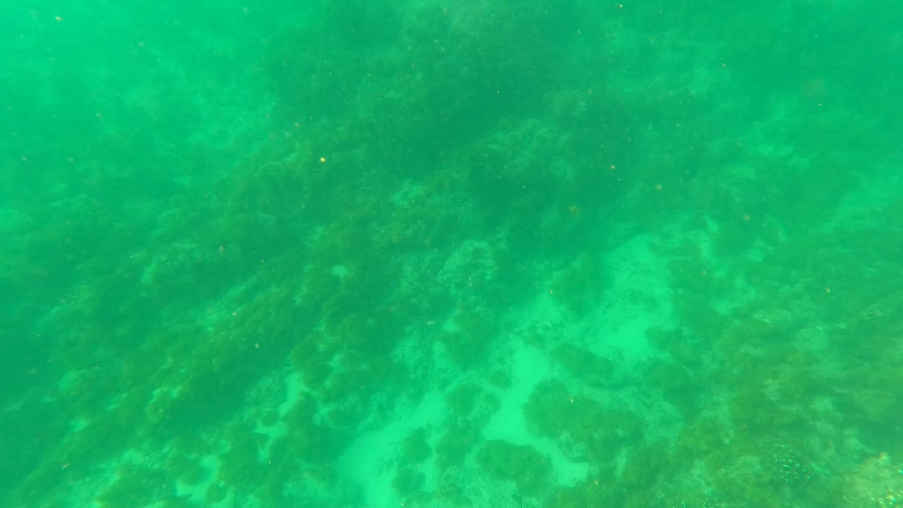 Underwater frame from Los Barriles, Baja California Sur with coral mounds, darker rock shapes, green water haze, and no visible people.