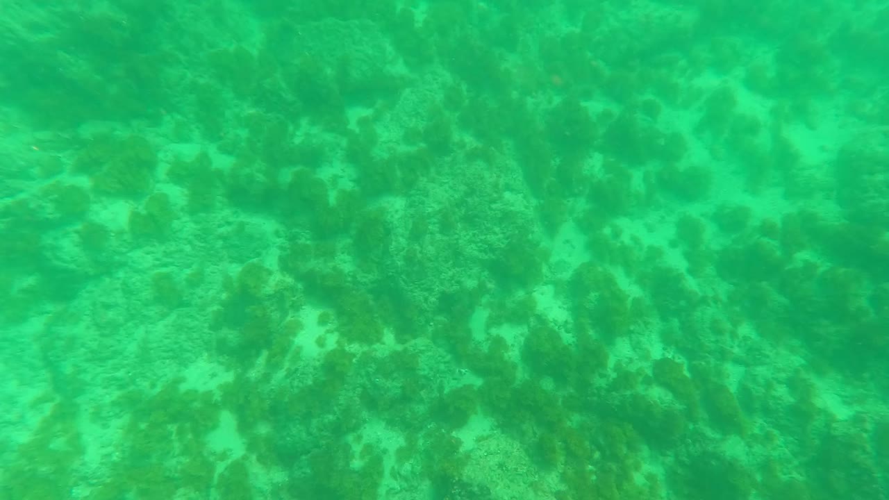 Underwater frame in Los Barriles, Baja California Sur, with pale sand visible between darker coral and algae patches, no visible people.
