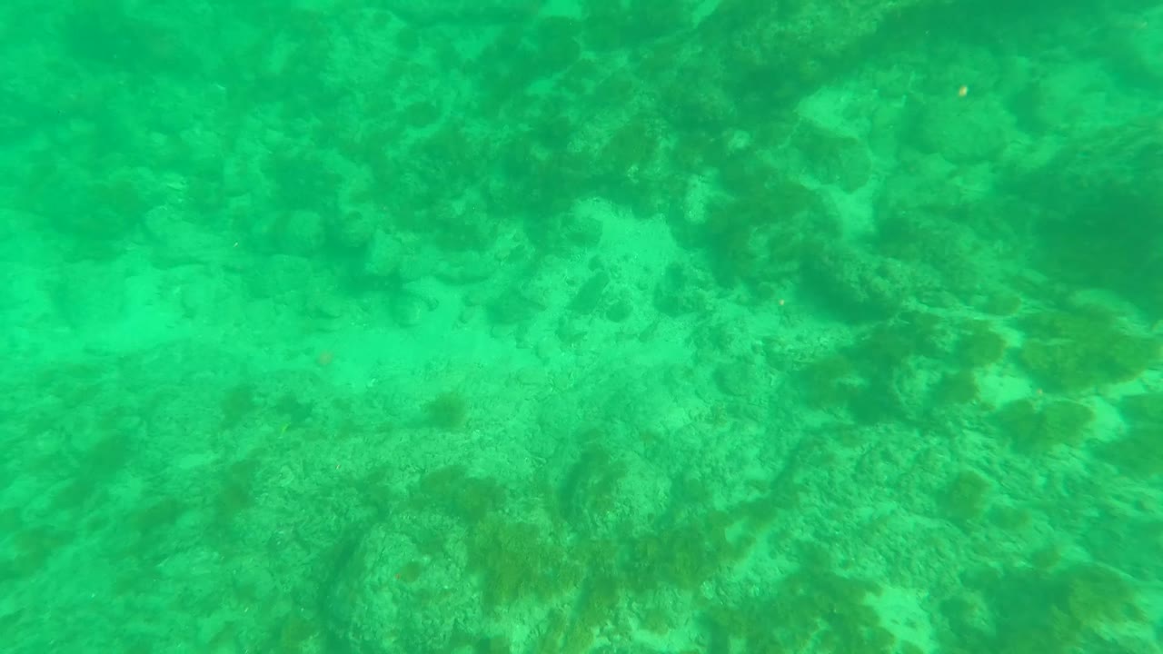 Mid-clip underwater frame from Los Barriles, Baja California Sur, showing denser coral and rock texture beneath green-tinted clear water with no visible people.