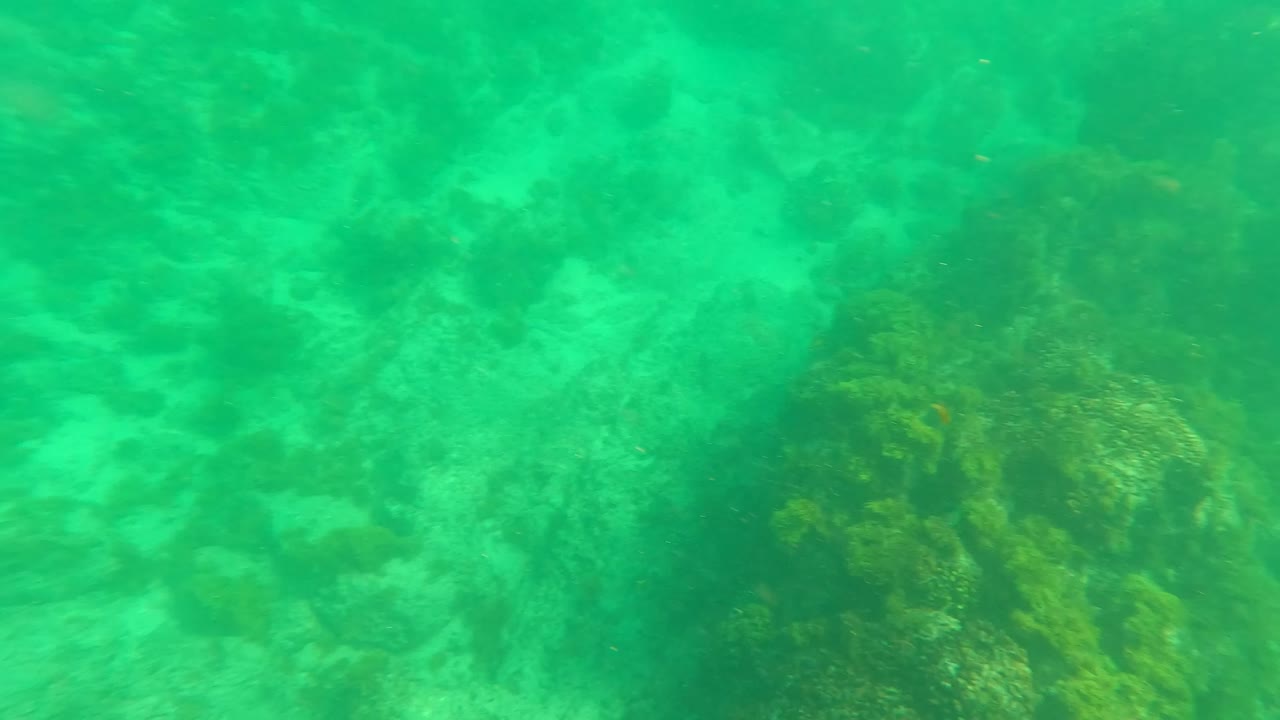 Turquoise underwater seabed with seaweed-covered rocks