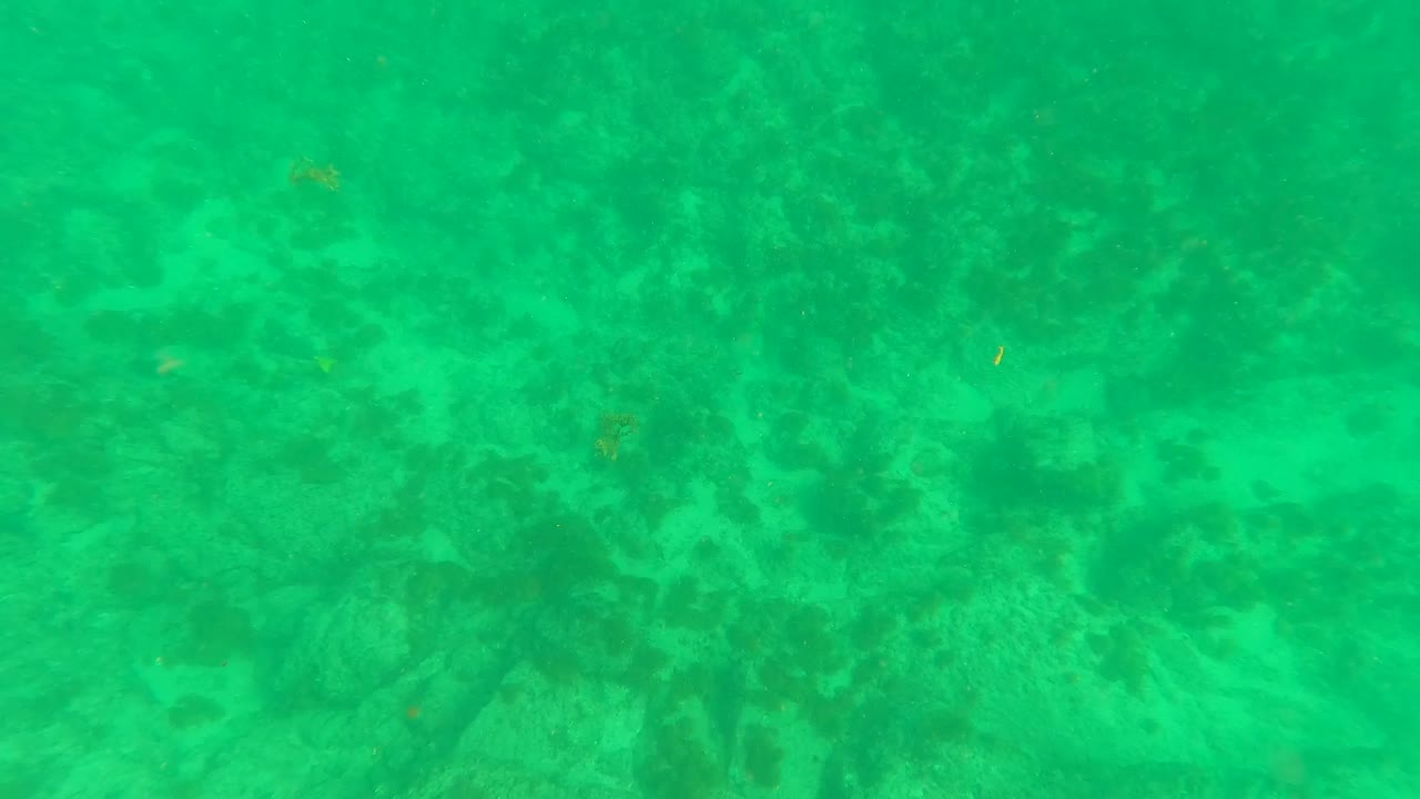 Los Barriles underwater frame with a shallow seabed, green water, scattered seaweed, and no visible people.