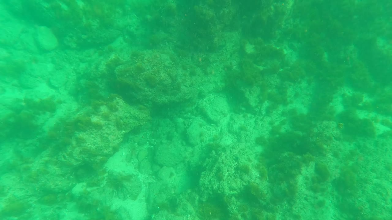 Downward underwater frame with algae-covered rocks, pale sand pockets, and turquoise water at Los Barriles, Baja California Sur, with no visible people.