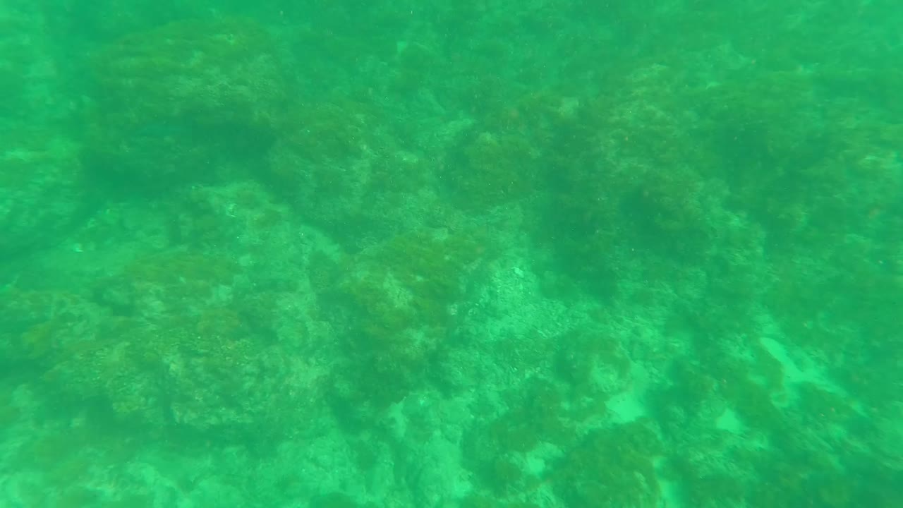 Green underwater view of algae-covered rocks on the seabed.