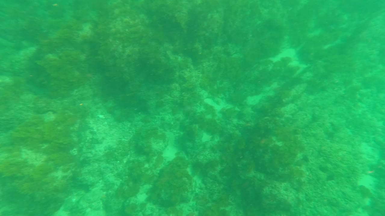 Los Barriles underwater frame with a darker band of algae-covered rock across the seabed and no visible people.