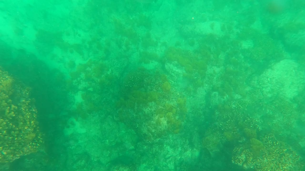 Rocky seabed in Los Barriles, Baja California Sur, with coral patches visible through turquoise water and no visible people.