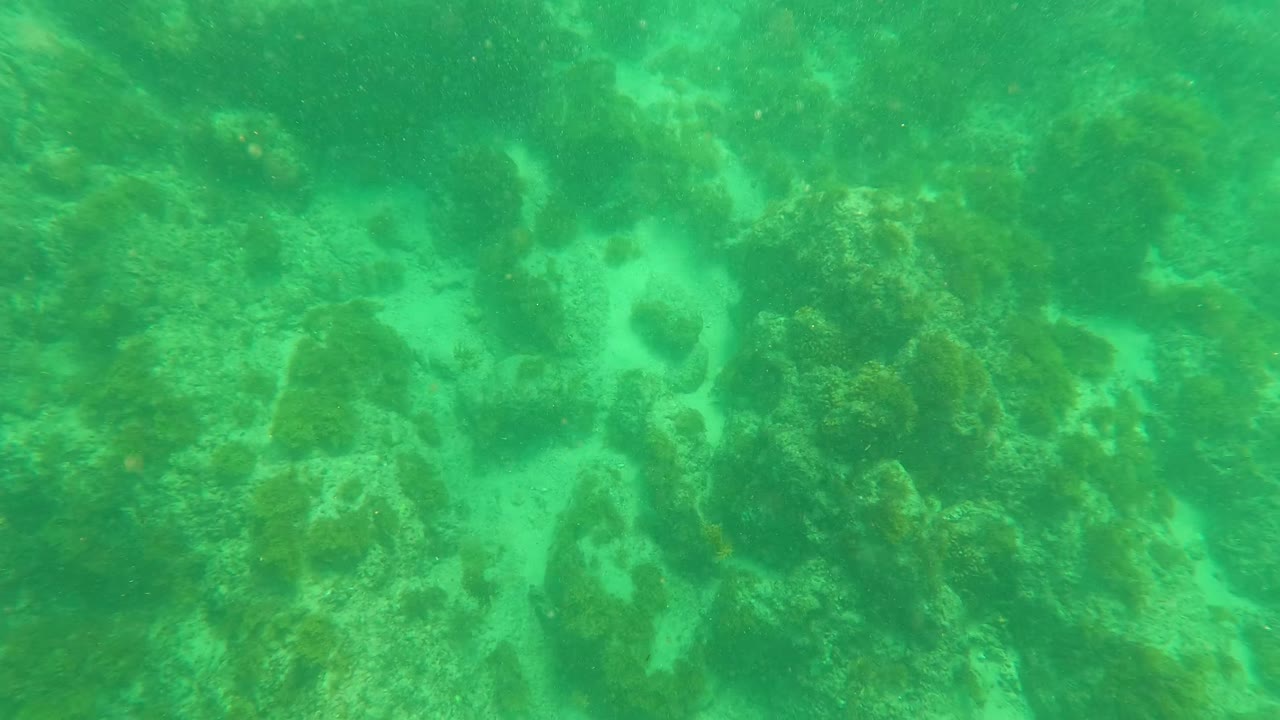 Green underwater view in Los Barriles showing a closer rocky seabed, algae growth, and pale sand channels, with no visible people.